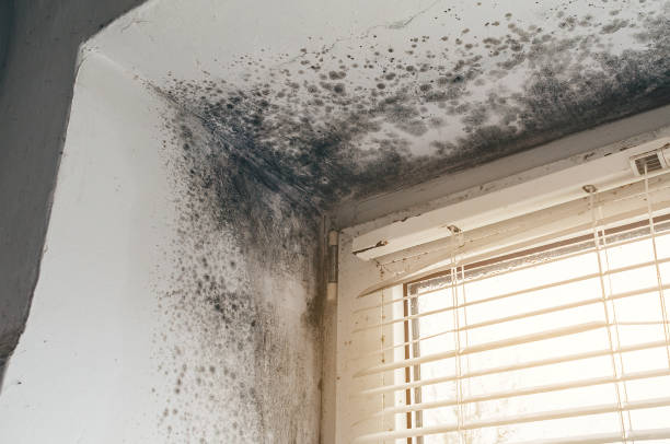 Affordable Attic Mold Remediation solutions in Kings Park, VA